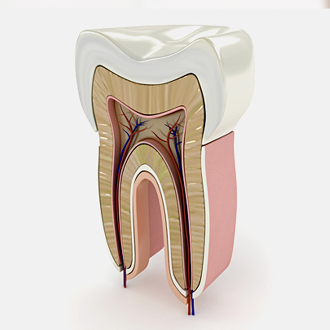 ENDODONZIA